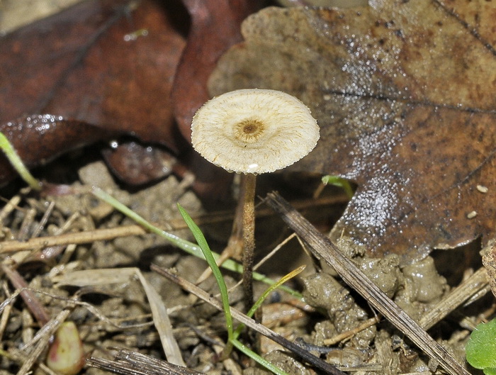 Crinipellis scabella